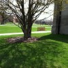 The Interfaith Tree