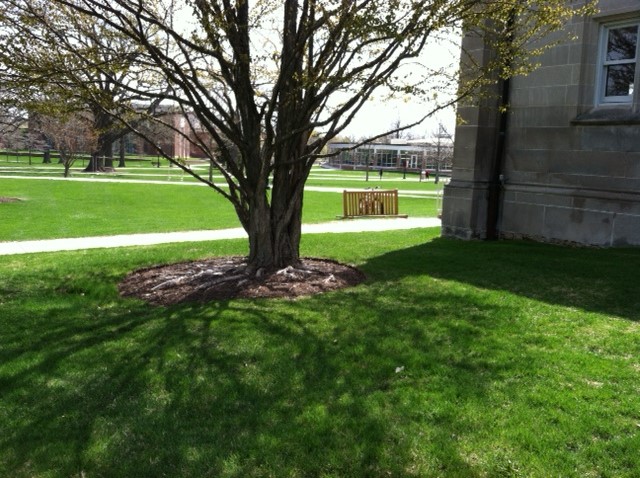 The Interfaith Tree
